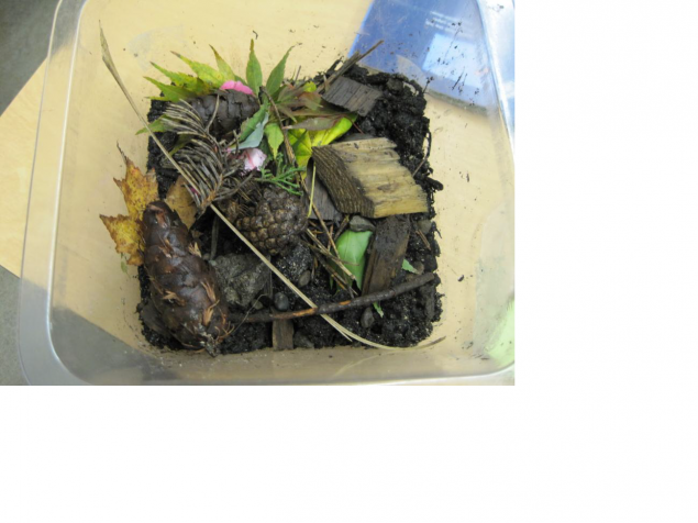 Soil ecosystem picture