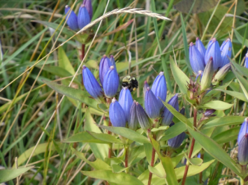 Photo: Bumble bee pollinating bottle gentian 